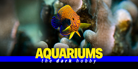 couverture de : Aquariums : the dark hobby