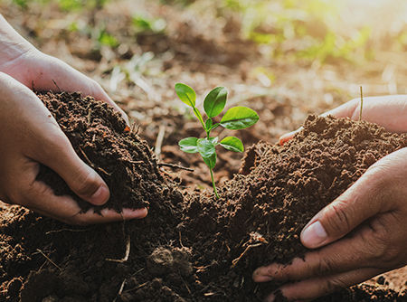 couverture de : Vie du sol et fertilit&eacute;