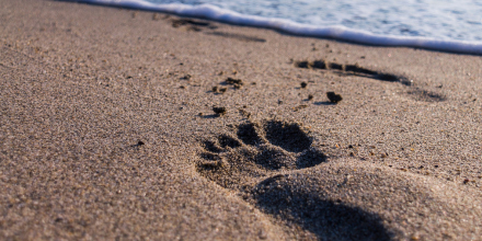 couverture de : Mieux vivre la douleur