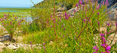 couverture de : Albanais | uTalk - Le B.A-BA pour voyager