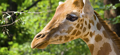 couverture de : Haoussa | uTalk - Le B.A-BA pour voyager