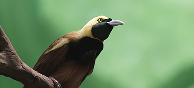 couverture de : Pidgin Papouasie-Nouvelle-Guin&eacute;e | uTalk - Le B.A-BA pour...