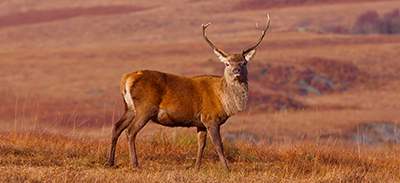 couverture de : Ga&eacute;lique &eacute;cossais | uTalk - Le B.A-BA pour voyager