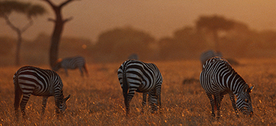 couverture de : Swahili | uTalk - Le B.A-BA pour voyager