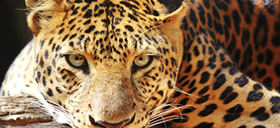 couverture de : Yoruba | uTalk - Le B.A-BA pour voyager