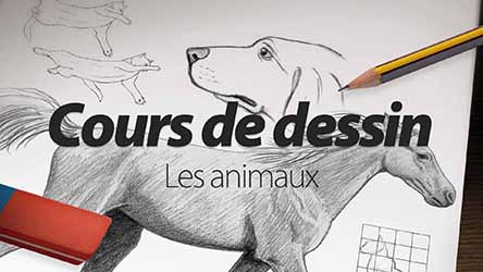 couverture de : Dessiner les animaux
