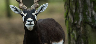 couverture de : Sindhi | uTalk - Le B.A-BA pour voyager