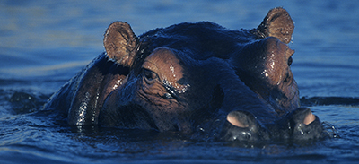 couverture de : Tumbuka | uTalk - Le B.A-BA pour voyager