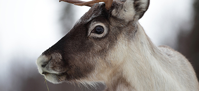 couverture de : Same du Sud | uTalk - Le B.A-BA pour voyager