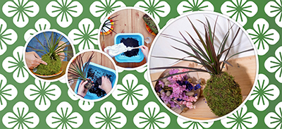 couverture de : D&eacute;couvrez le Kok&eacute;dama, un art v&eacute;g&eacute;tal japonais