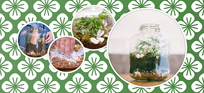 couverture de : Cr&eacute;ez votre terrarium tropical